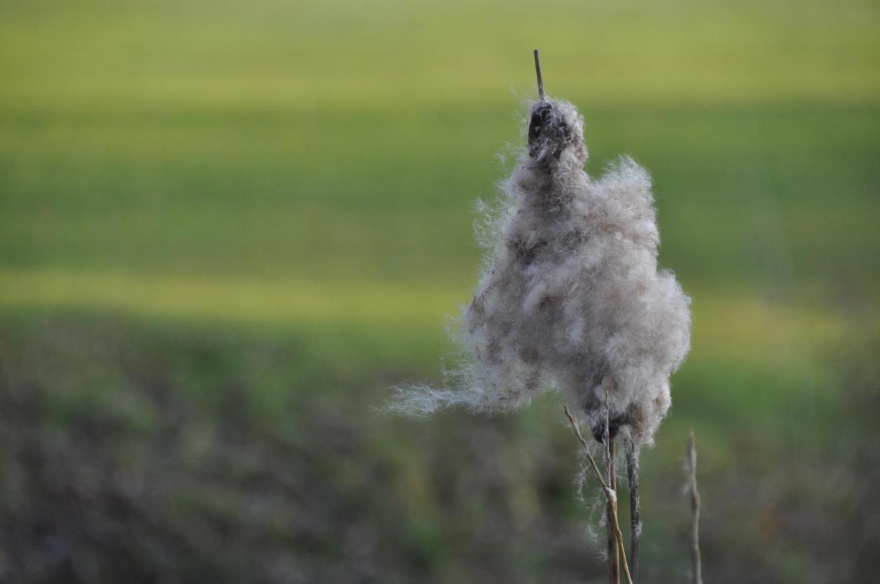 Vakantiehuis 'T Verloren Schaap Damme Exterior foto