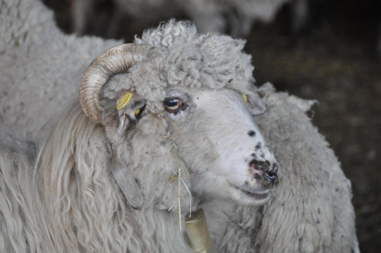 Vakantiehuis 'T Verloren Schaap Damme Exterior foto